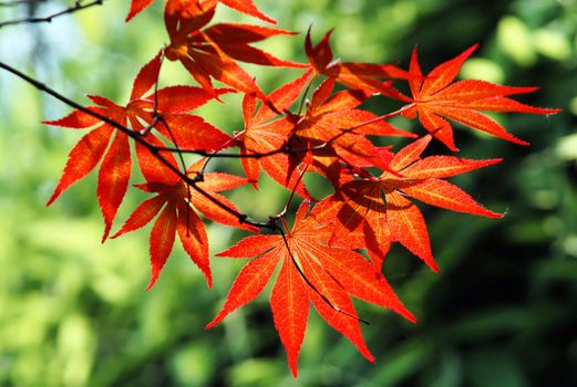 The beautiful red maple leaves in autumn