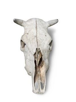 Skulls of large horned livestock on white. Isolated