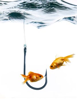 Two golden fishes and fish hook in water