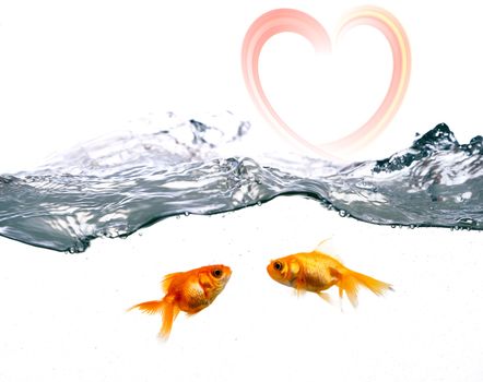 Two golden fishes and motion on water