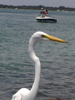 An Egret with a long and narrow neck and yellow beak is standing on the rocks and against two men who are fishing from their boat in the middle of the ocean.