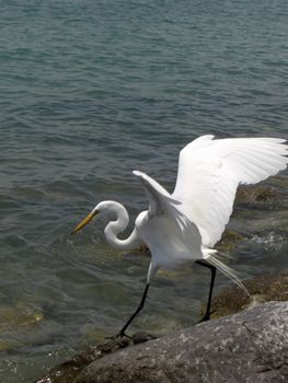 Even though this egret seems to be dancing on the rocks at the edge of the ocean , it is in fact preparing to catch a fish inside the water.
