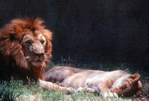 Male and female lions resting