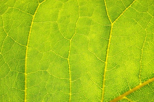 structure and texture of green leaf can be used as background