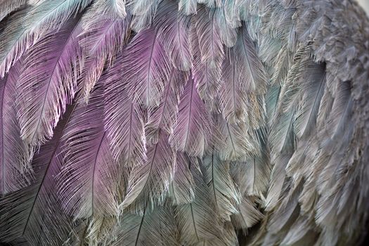 feather