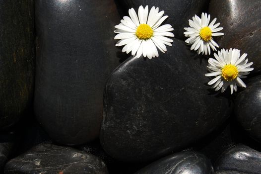 happy daisy flowers on black stone background showing health and wellness concept