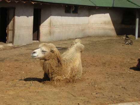 Orange camel sits on the sand in Moscow zoo