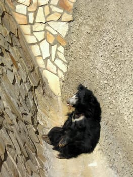 Cute black bear sits in a corner of Moscow zoo