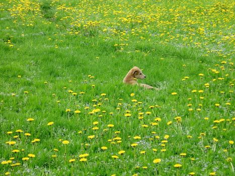 Cute puppy sit in the yellow dandelion field