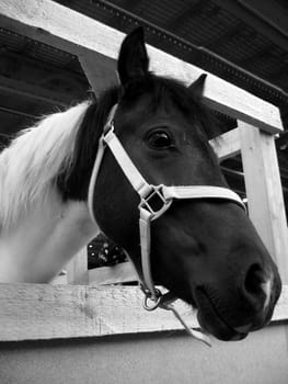 Black head of white horse, gray photo