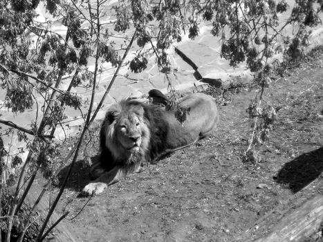 Lion sits in a Moscow zoo, gray photo