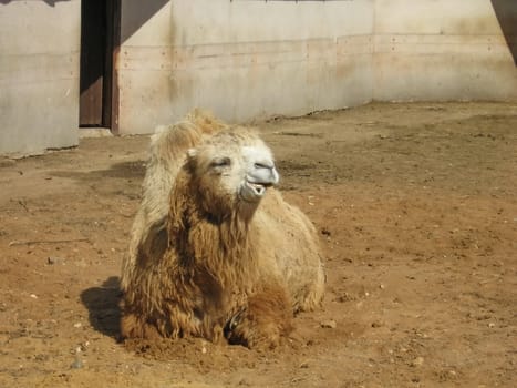 Orange camel sits on the sand in Moscow zoo