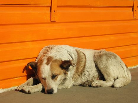 Kind dog sleeps on the ground near the orange wall