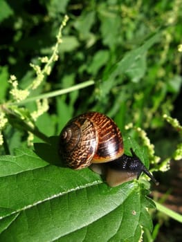 Snail creeps on the green leaf at the forest