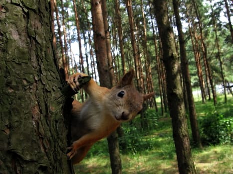 Cute squirrel sits on the tree in forest