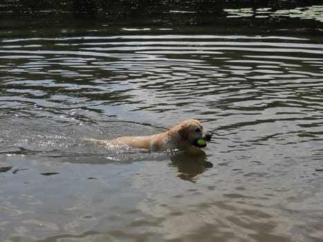 Dog with yellow ball swims on the river