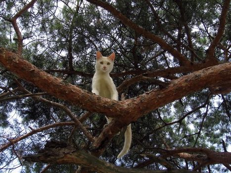 Cute cat sit on a pine in the forest