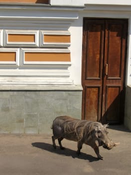 Wild boar on a background of building of Moscow zoo