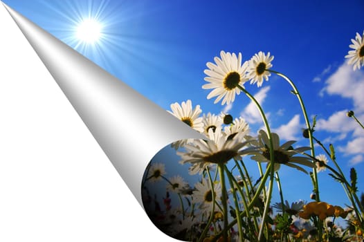 flowers and copyspace for your text message