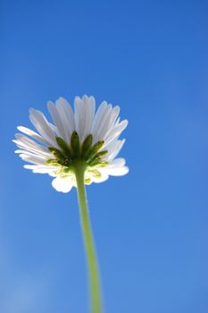 daisy from below under blue sky in summer