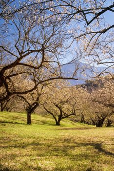 Beautiful garden with plum blossom tree and grassland in outdoor.