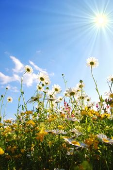 daisy flowers from below with blue sky on sunny summer day