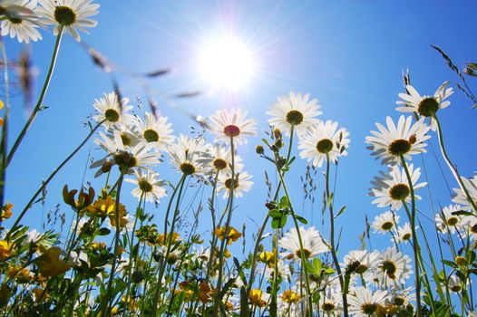 daisy flower in summer with blue sky