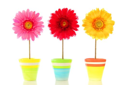 funny summer flowers isolated on white background