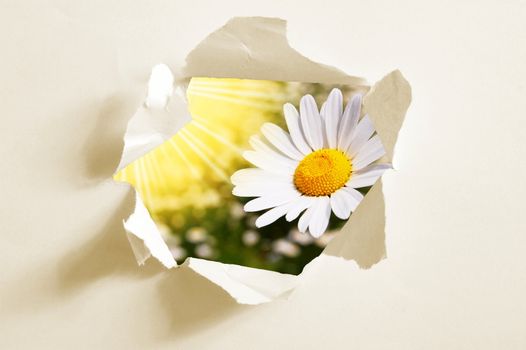 flower behind hole in blank paper showing freedom