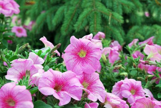 Pink Petunias in the Garden