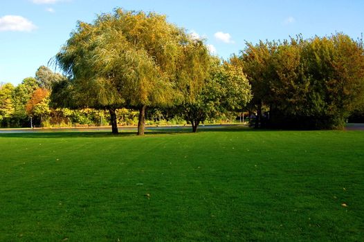 green trees of a park at summer or autumn under blue sky