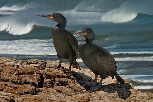 A male and a female Shag on the coast of South Wales.