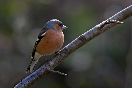A male Chaffinch on a small branch.