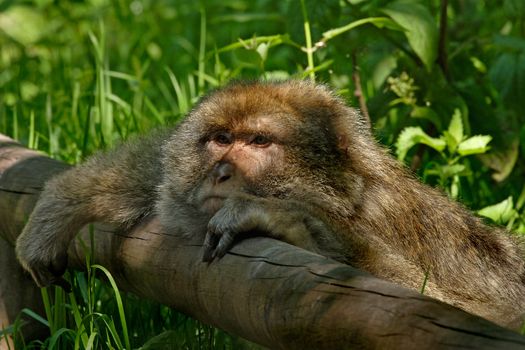 A Barbary Macaque Monkey resting. They are native to Algeria and Morroco.