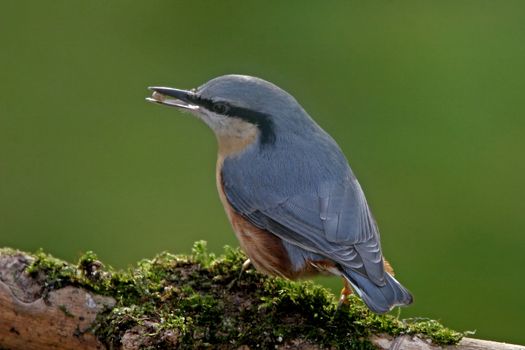 A Nuthatch on a branch. They breed mainly in woods and gardens with trees, throughout Europe.