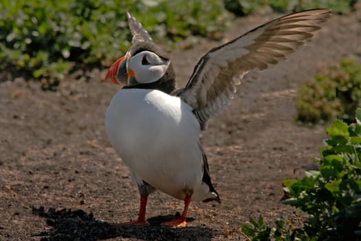 A Puffin exercises it's wings on the Farne Islands Northumberland, England, where they spend the Summer.