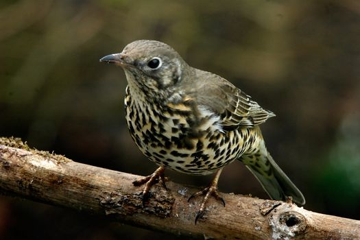A Song Thrush on a branch.