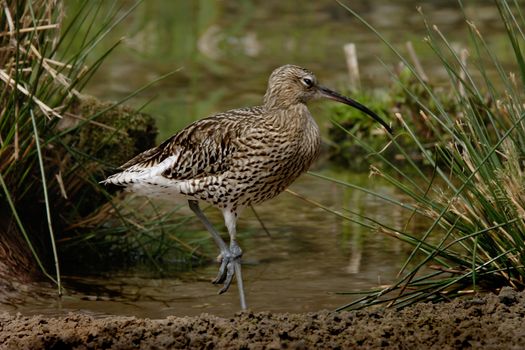 A Curlew by water in Norfolk England.