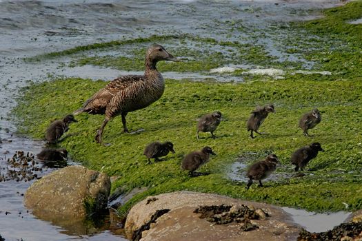A female Eider Duck with her nine Ducklings.