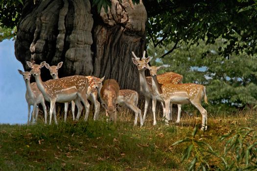 Young Fallow Deer in woodland in North Yorkshire. They were originally brought to the UK by the Normans about 900 years ago.