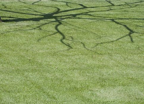  Lawn with a shadow in botanical to a garden