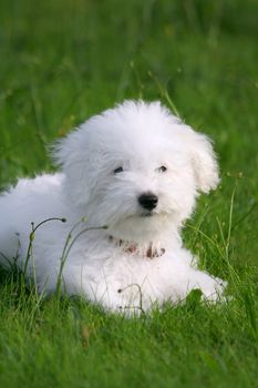 A cute bichon frise puppy, in the grass 