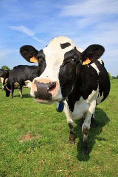 Welcoming black and white cow in a field