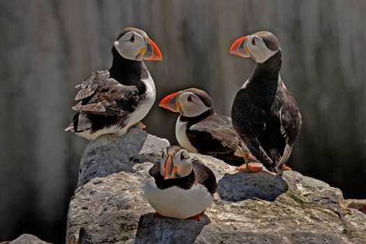 A group of Puffins together on the rocks at the Farne Islands.