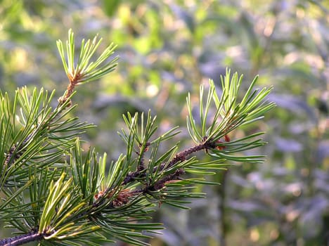 The pine needles shined with beams of the sun 