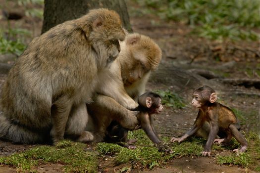 Two young Barbary Macaque Monkeys want to play.