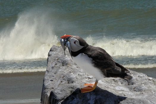 A Puffin with food for his family, on a rocky ledge in South Wales.