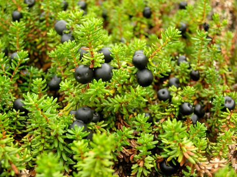 The black ripe northern wood berry growing in damp wood  