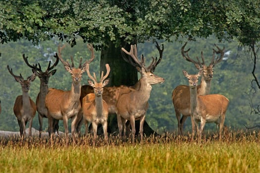 A herd of young Red deer in Yorkshire, England.