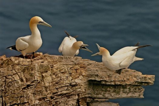 Northern Gannets who gather together in the Summer at mating time, on Bempton Cliffs, Yorkshire, England.